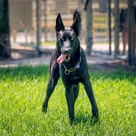 DSC00902 Lake Ida Dog Park 7 15 19 SM Full Rez
