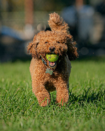3F6A5690 Lake Ida Dog Park 3 27 19 SM Full Rez-2