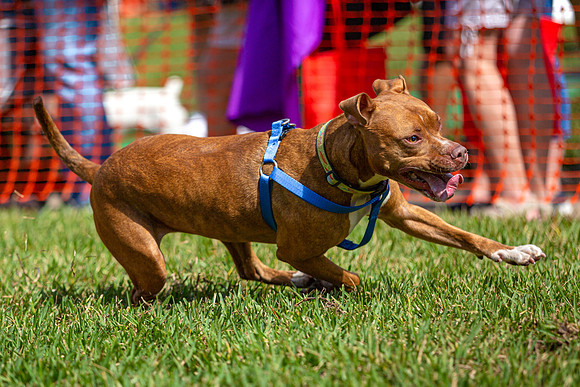 3F6A9073 Paws in the Park SM Full Rez
