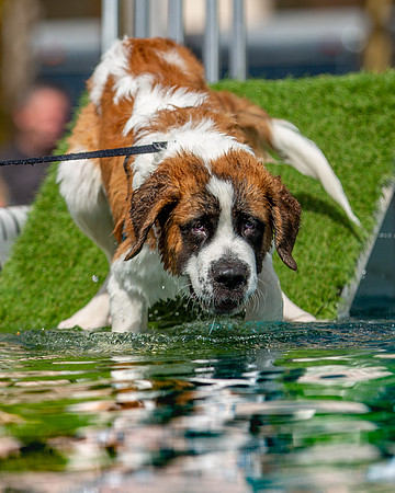 3F6A8885 Paws in the Park SM Full Rez