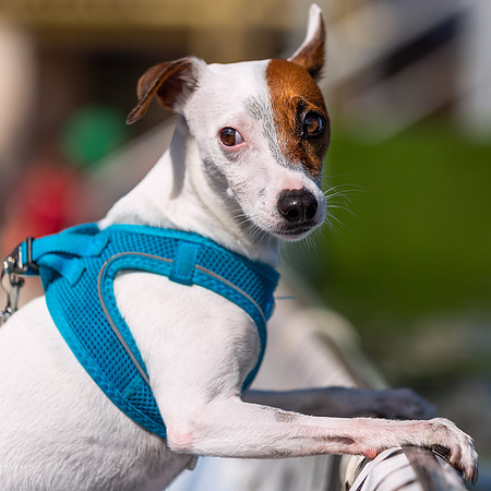 3F6A9381 Paws in the Park SM Full Rez
