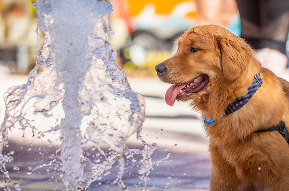 3F6A9405 Paws in the Park-Edit SM Full Rez