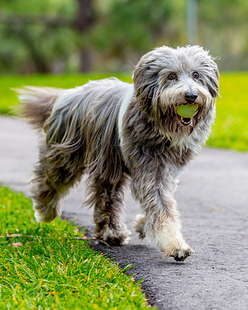 3F6A6070 Okeeheelee Dog Park 3 31 19 SM Full Rez-2