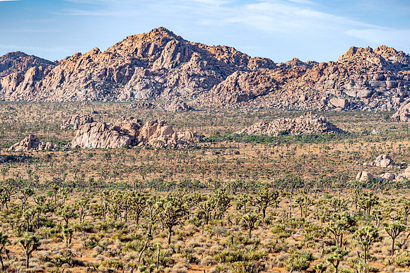 DSC05128 Joshua Tree Trip SM Full Rez