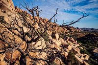 DSC05313 Joshua Tree Trip SM Full Rez