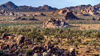 DSC05124 Joshua Tree Trip SM Full Rez