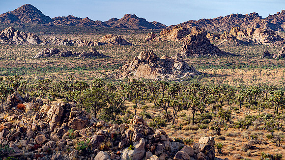 DSC05124 Joshua Tree Trip SM Full Rez