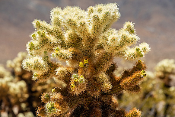 DSC06915 Joshua Tree Trip SM Full Rez