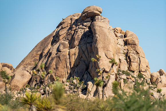 DSC06095 Joshua Tree Trip SM Full Rez