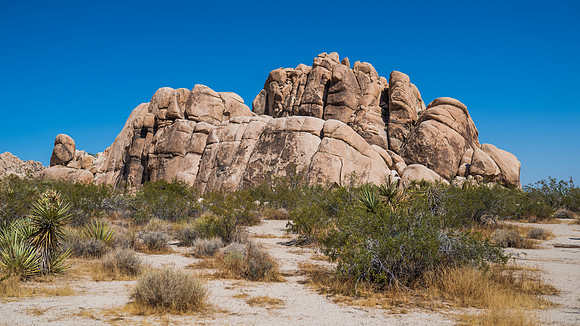 DSC03611 Joshua Tree Trip SM Full Rez