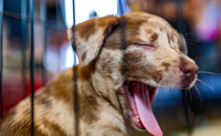 3F6A9201 Wags and Whiskey 4 13 19 SM Full Rez-2