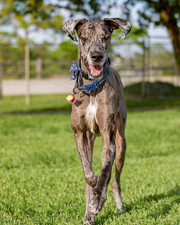 3F6A0399 Lake Ida Dog Park 4 8 19 SM Full Rez-3