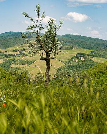 3F6A5557 Lucca Tolatopia Trip SM Full Rez