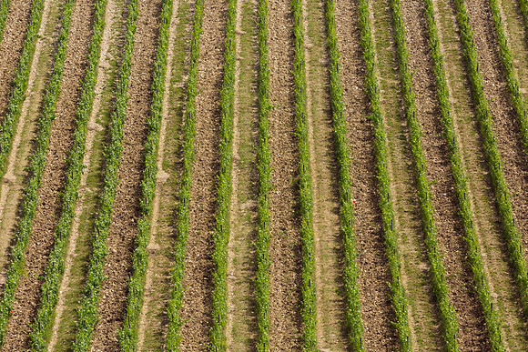 3F6A5562 Lucca Tolatopia Trip SM Full Rez