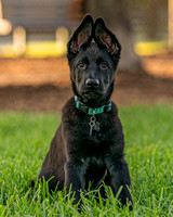 DSC00203 Lake Ida Dog Park 9 8 19 SM Full Rez