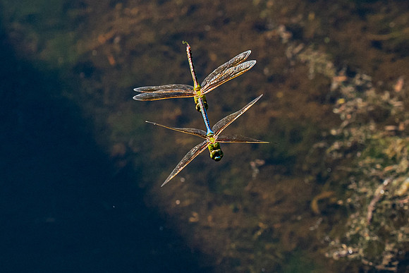 DSC03531 Green Cay 9 17 19 SM Full Rez