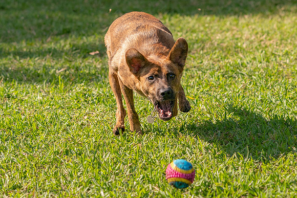 DSC01359 Okeeheelee Dog Park 1 2 20 SM Full Rez