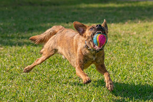 DSC01367 Okeeheelee Dog Park 1 2 20 SM Full Rez