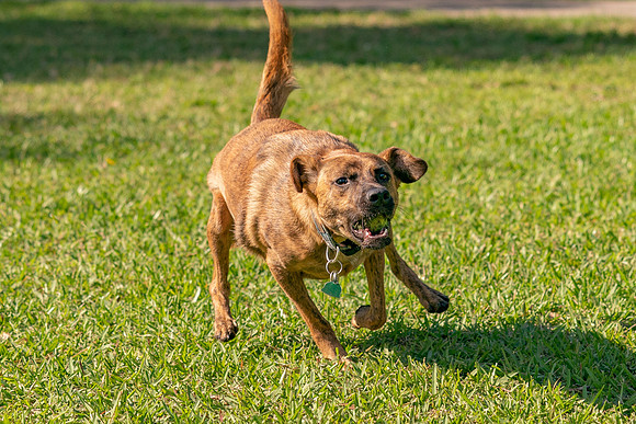 DSC01371 Okeeheelee Dog Park 1 2 20 SM Full Rez