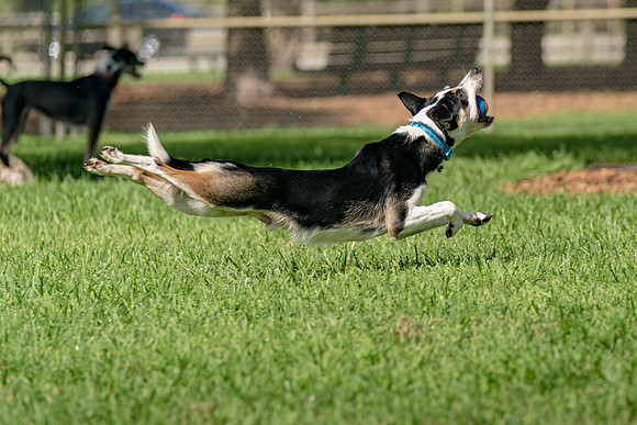 DSC03806 Lake Ida Dog Park 11 2 19 SM Full Rez