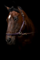 DSC09144 Hollow Tree Lane Horses 6 10 20-Edit CC Proofs Full Rez