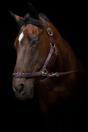 DSC09144 Hollow Tree Lane Horses 6 10 20-Edit CC Proofs Full Rez