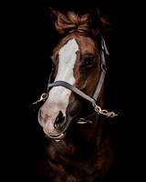 DSC08937 Hollow Tree Lane Horses 6 10 20-Edit SM Full Rez