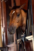 DSC01222 Wyndsor Farm 7 9 20 CC Proofs Full Rez