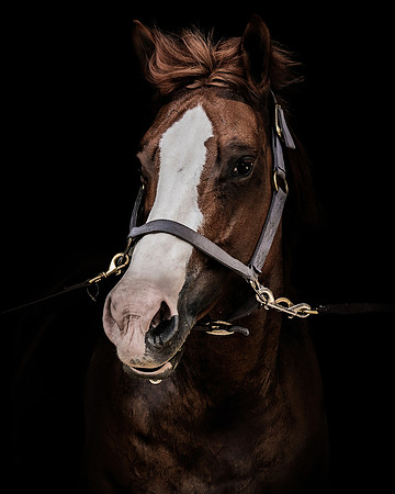 DSC08937 Hollow Tree Lane Horses 6 10 20-Edit SM Full Rez sc1 15 red