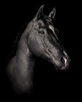 DSC09076 Hollow Tree Lane Horses 6 10 20-Edit SM  FINAL Full Rez Black n White