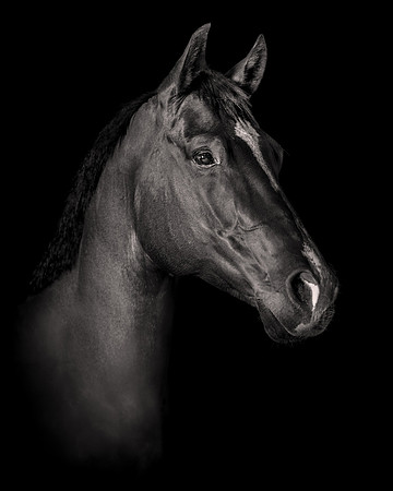 DSC09076 Hollow Tree Lane Horses 6 10 20-Edit SM  FINAL Full Rez Black n White