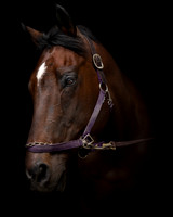 DSC09144 Hollow Tree Lane Horses 6 10 20-Edit SM Full Color Final 1