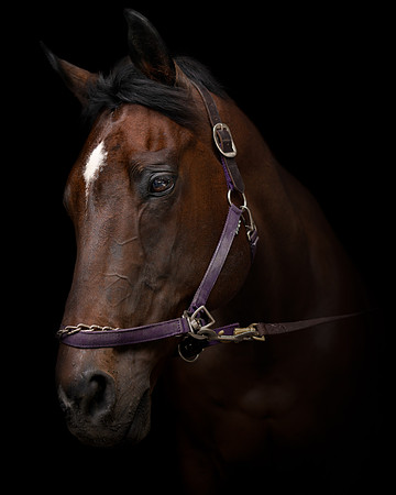 DSC09144 Hollow Tree Lane Horses 6 10 20-Edit SM Full Color Final 1
