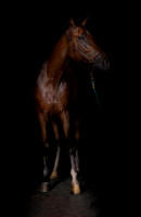 DSC01199 Wyndsor Farm 7 9 20-Edit orig SM Full Rez WIP added bot