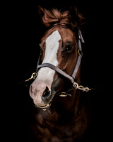 DSC08937 Hollow Tree Lane Horses 6 10 20-Edit SM Full Rez FX1  sc