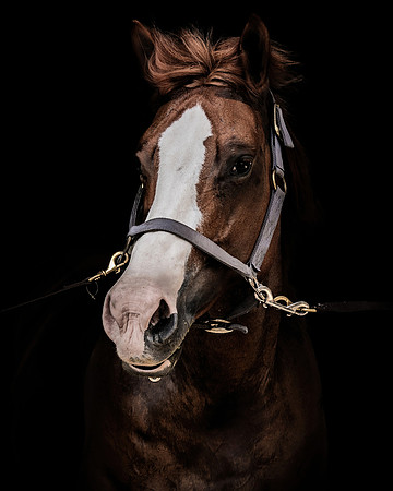 DSC08937 Hollow Tree Lane Horses 6 10 20-Edit SM Full Rez FX1  sc