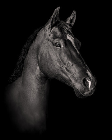 DSC09076 Hollow Tree Lane Horses 6 10 20-Edit SM  FINAL Full Rez Black n White copy