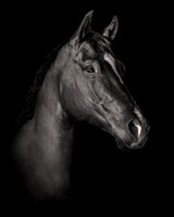 DSC09076 Hollow Tree Lane Horses 6 10 20-Edit SM  FINAL Full Rez Black n White
